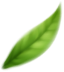 h6_leaf-6